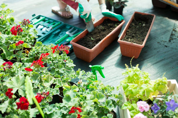 istock Florist planting flowers 833113568