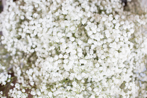 Gypsophila, white flowers, full frame.