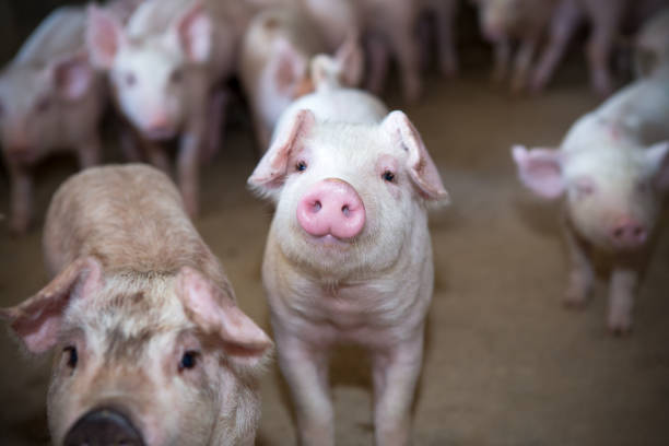 istock piglet in the pig farm 833115768
