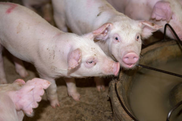 istock piglet in the pig farm 833115834