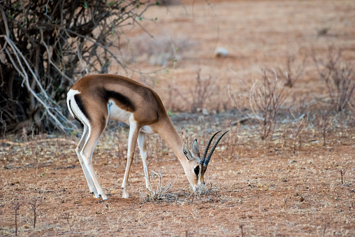 Impala kenya