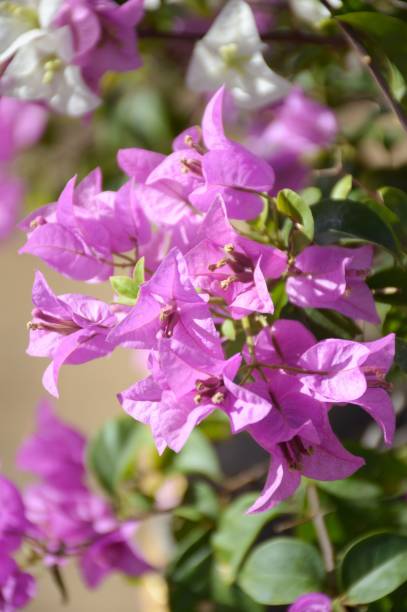 istock Bougainvillea flower 833131074