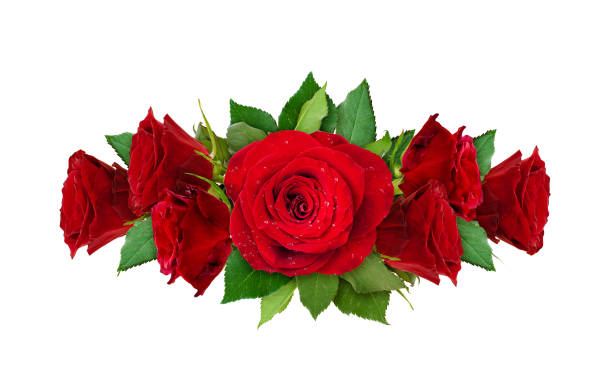 istock Red rose flowers arrangement 833145186