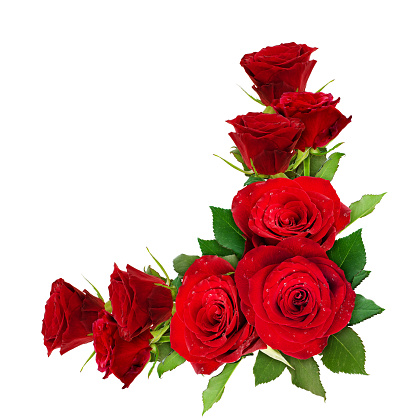 Red rose flowers corner arrangement isolated on white. Top view.