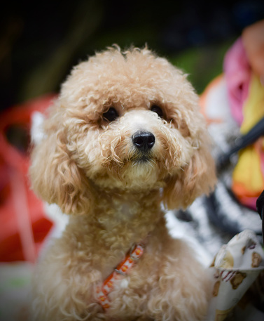 かわいいプードル犬 - ストックフォト・写真素材...