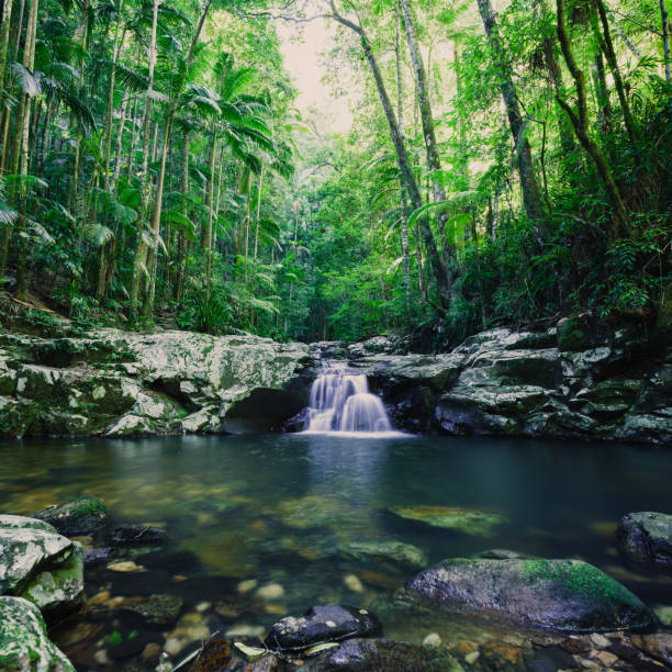 parque nacional de copa - cascada - rainforest waterfall australia forest fotografías e imágenes de stock