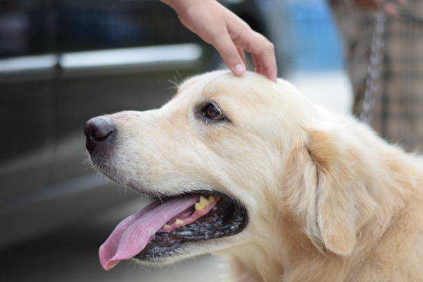 istock Play with Golden Retriever 833151094