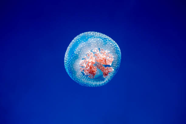 medusa sobre un fondo azul - white spotted jellyfish fotos fotografías e imágenes de stock