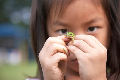 green tree frog front view, cute amphibian close up