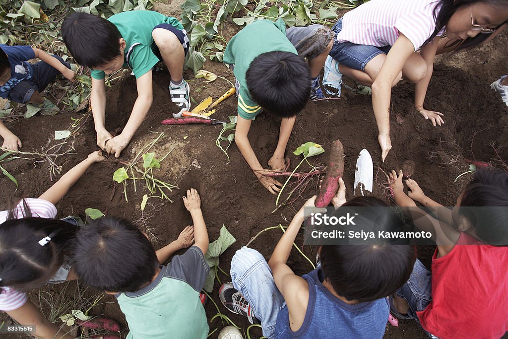 Japanese kids harvesting sweet potatoes  Child Stock Photo