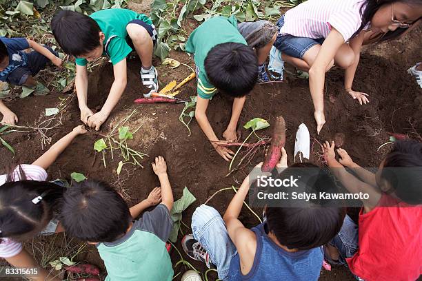 Japanese Kids Harvesting Sweet Potatoes Stock Photo - Download Image Now - Child, Agriculture, Childhood