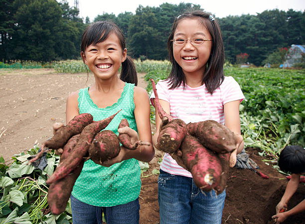 japonês meninas segurando a batata-doce - young potatoes imagens e fotografias de stock