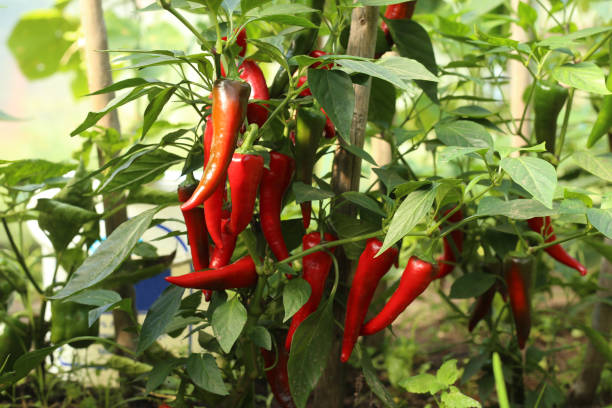 istock Chili peppers in the greenhouse. 833158918