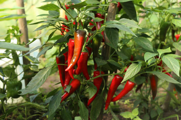 istock Chili peppers in the greenhouse. 833159918