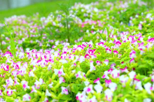 beautiful spring flowers in garden nature background.