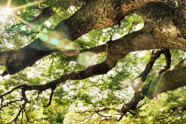 istock Old big tree branch Kanchanaburi natural park 833162624