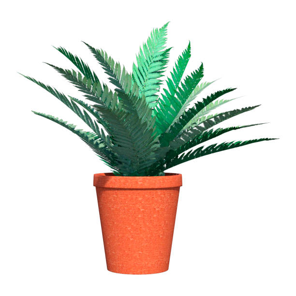 istock 3D Rendering Fern Plant on White 833170466