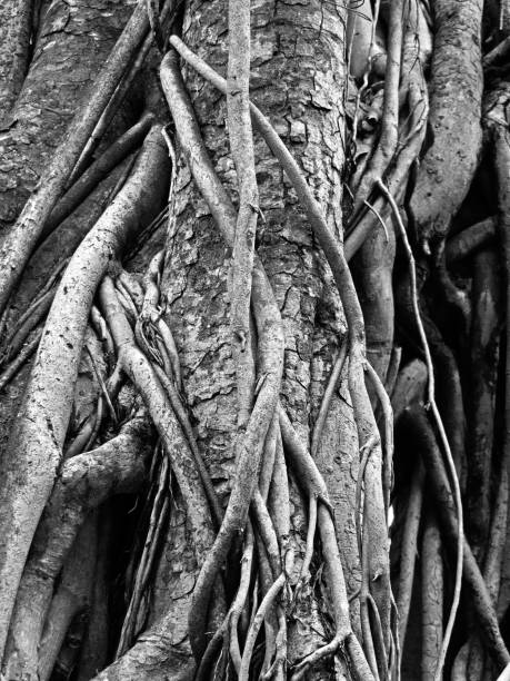 istock Old Root of Sacred Fig or Bodhi Tree, Black and White 833174970