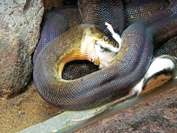 Snake Python Eats Humans 100+ Python Snake Eating Biting Stock Photos, Pictures & Royalty-Free ...
