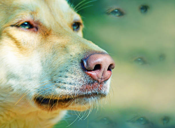 かわいい地平線、思慮深い犬、犬の思考、夢を見て、犬を見て悲しい犬犬顔クローズ アップ抽象的な創造的な写真 - faded reflection close up horizontal ストックフォトと画像