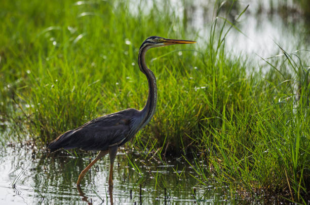 istock Purple Heron in Green Field 833177480