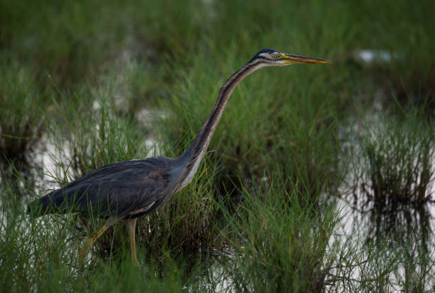 istock Purple Heron in Green Field 833177958