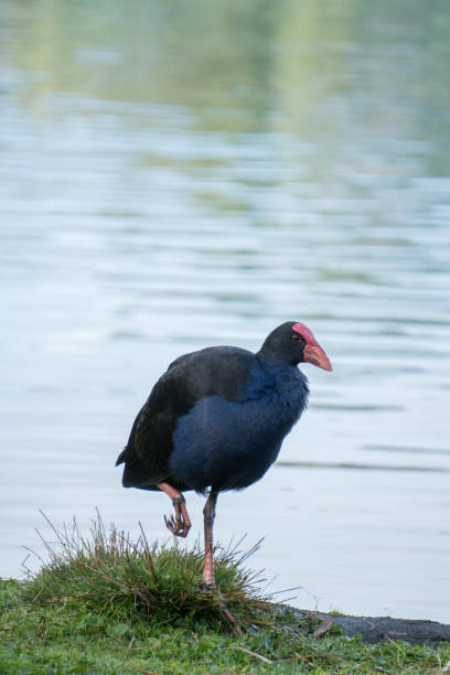 istock Pukeko on One Leg by Lake 833184692