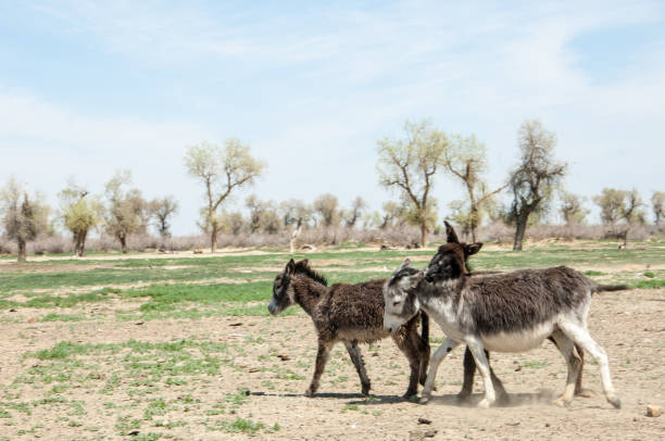 istock donkey, ass, jackass, goat, moke, neddy, burro, neddy 833184750