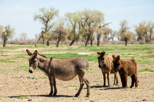 istock donkey, ass, jackass, goat, moke, neddy, burro, neddy 833184760