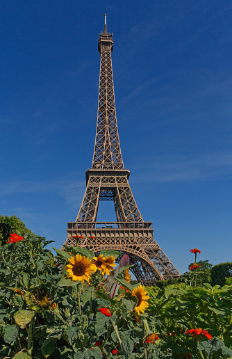 Eiffel tower behind flowers in Paris