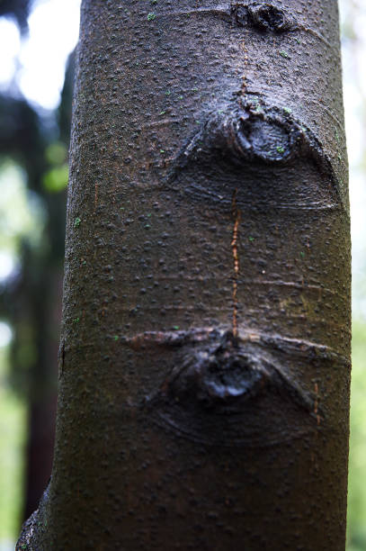 istock wet tree trunk. After the rain.Texture, close 833198852