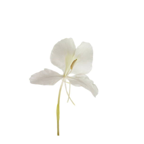 istock Isolated butterfly Lily flower 833200860