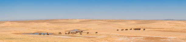 istock landscape of sunlit desert 833207882