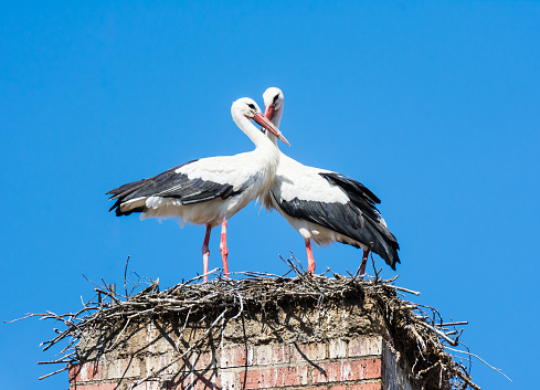 White stork couple in their nest on a chimney