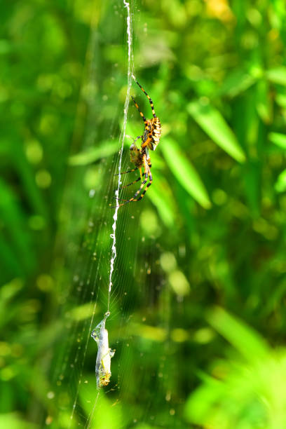istock Side view of Argiope spider on web wrapping food 833216810