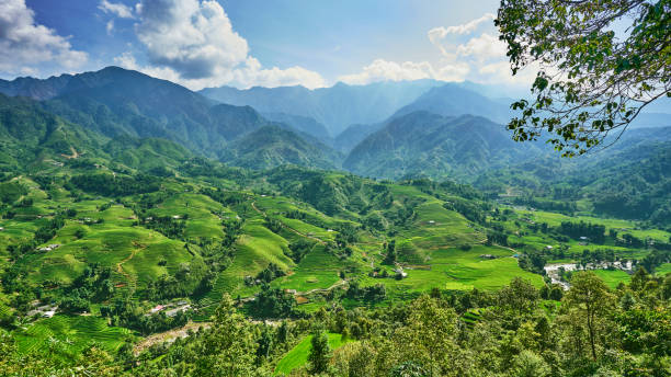 istock green rice fields in the mountains of vietnam 833217814