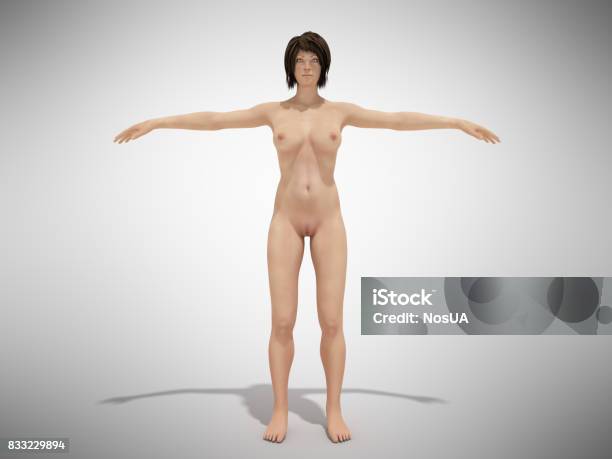 A Female Body Anatomy For Books 3d Render On White Stock Photo - Download Image Now - The Human Body, Three Dimensional, Female Likeness