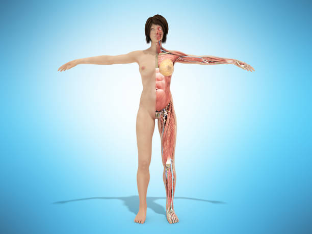 istock A female body anatomy for books 3d render on white 833230162