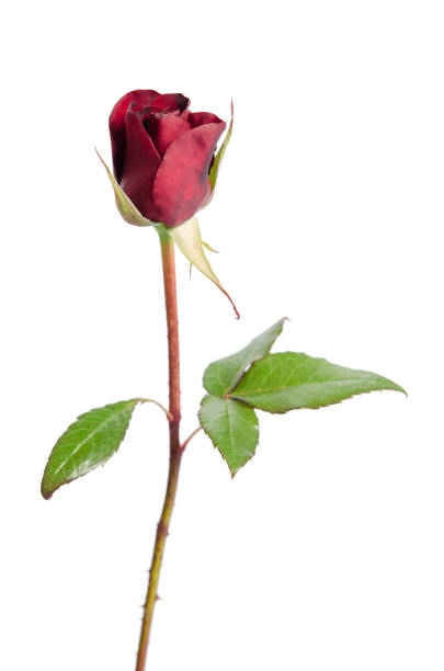 istock bud of red rose over the white 833236794