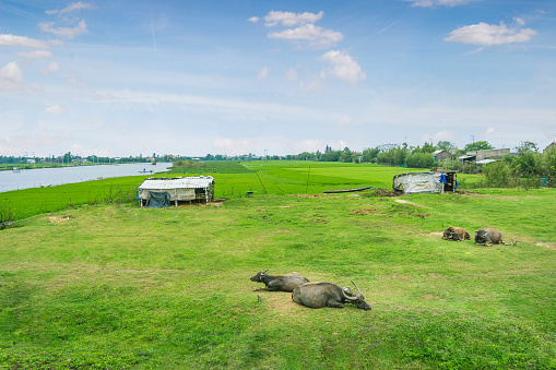 Buffalos sitting in grass field