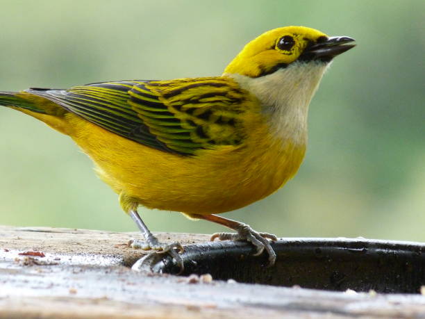 istock Bird, Costa Rica 833253150