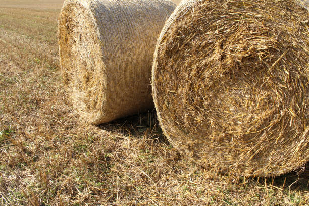 istock straw bales on the ground amid wheat fields. 833260550