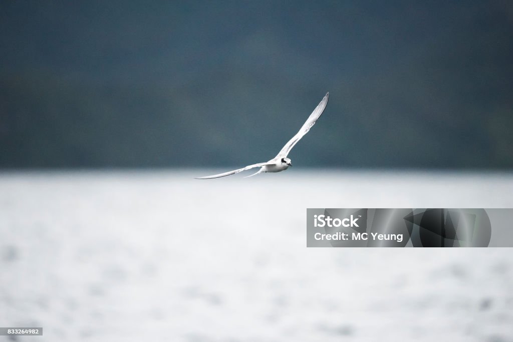 Oiseau blanc : Océanite de - Photo de Animaux à l'état sauvage libre de droits