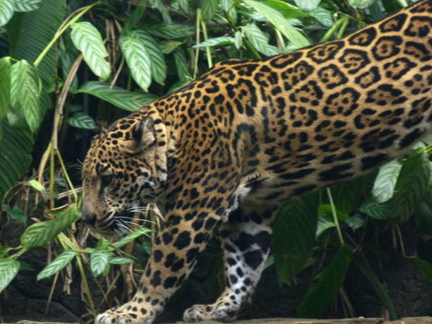 istock Jaguar, Costa Rica 833265050
