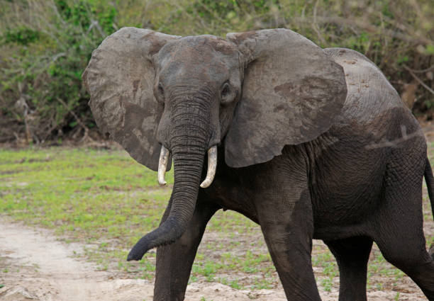 istock African Elephant, Selous game reserve, Tanzanie 833265100