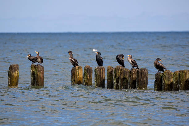 istock Black cormorants by the sea 833265402