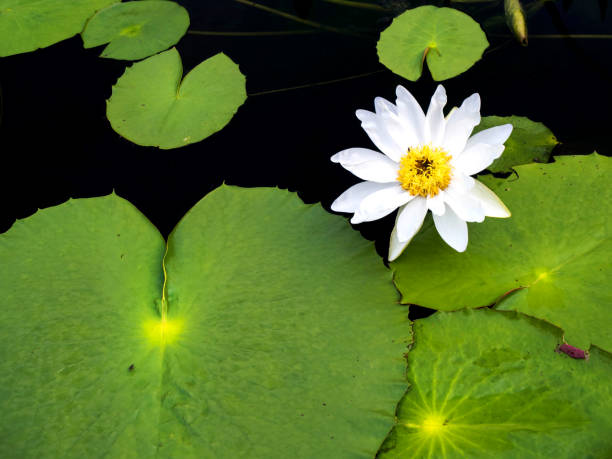 istock The white lotus is pretty natural 833265570