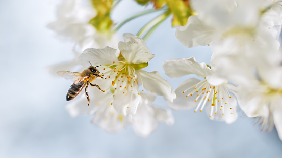 Carniolan honey bee pollinating a cherry blossom.