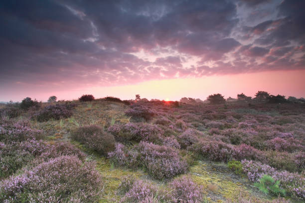 istock pink sunrise and pink heather flowers 833266118