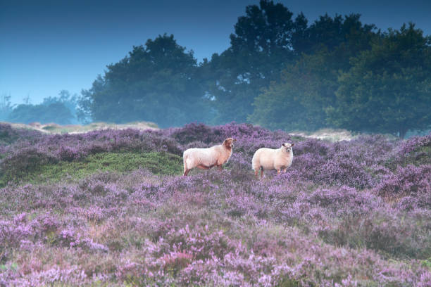 istock sheep on pink pasture with heather flowers 833266152